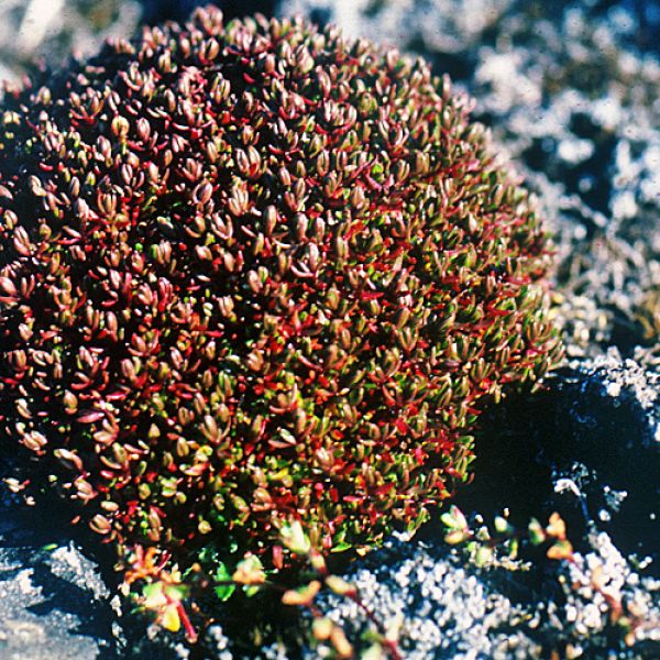 Sabulina rossii Svalbard RE